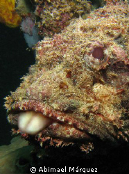 The Jester Scorpionfish by Abimael Márquez 